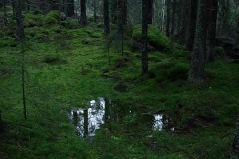 Oblast Ostmarka, kde by měl vzniknout nový národní park. Hlavním nositelem myšlenky nového národního parku je sdružení Ostmarkas Venner